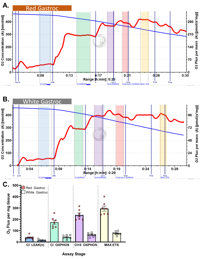 Mitochondrial respiration analysis chart comparing O2 flux in red/white gastroc fibers via OXPHOS stages.
