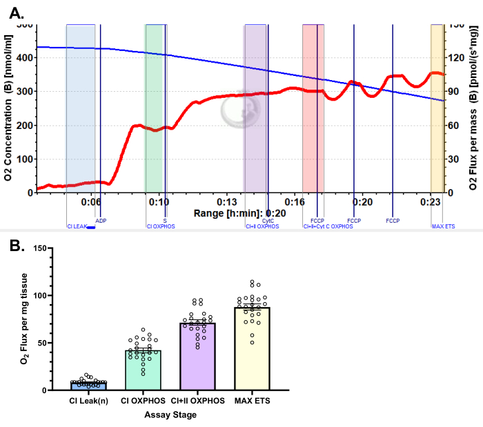 Oxygen flux assay graph and bar chart detailing mitochondrial respiration stages and O2 flux rates.