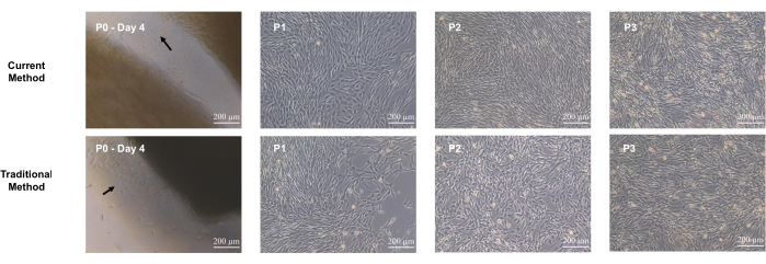 Current vs. traditional cell culture methods, microscopy images showing growth and proliferation, 200 μm.