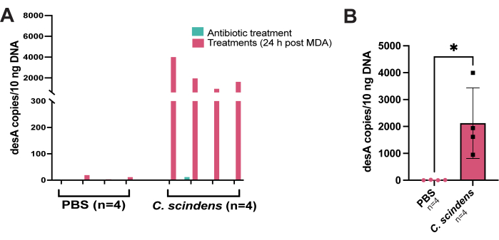 figure-results-1 DesA gene quantification, bar graphs show DNA copies post-antibiotic in PBS vs. C. scindens samples.