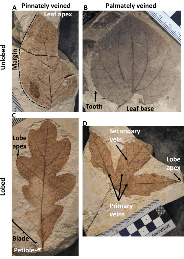 Leaf venation types: pinnately veined, palmately veined, lobed; fossil leaf diagram.