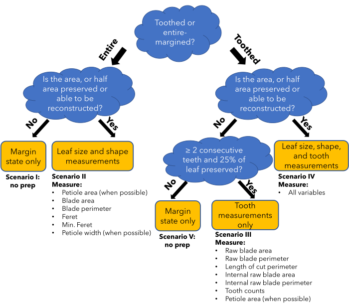 Leaf morphology decision diagram with scenarios; measures leaf size, shape, margin, and teeth.