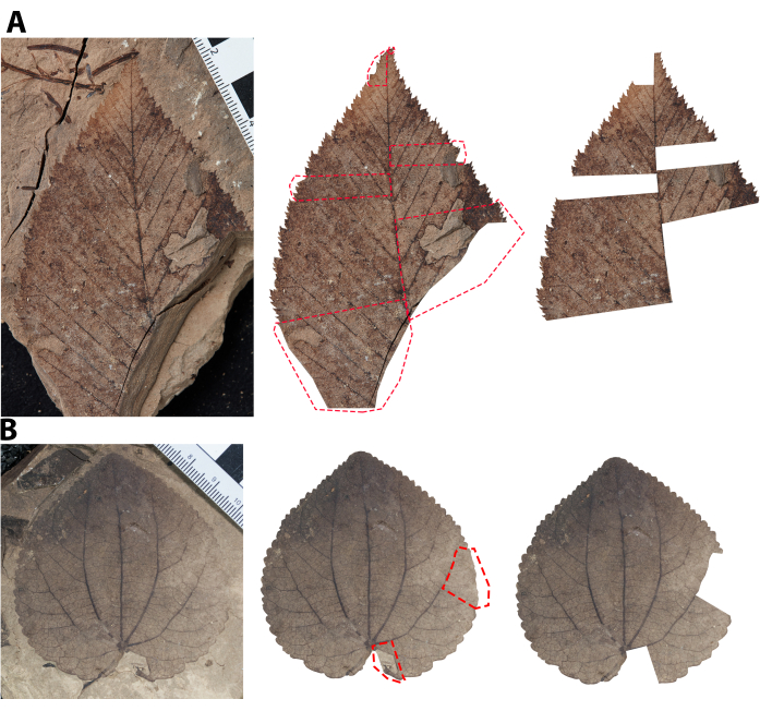 Fossil leaf reconstruction diagram; fossil leaf fragments with measurement scale and reconstruction lines.