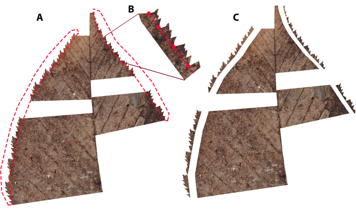 Leaf fracture patterns diagram; microscopy image showing structural analysis; magnification detail.