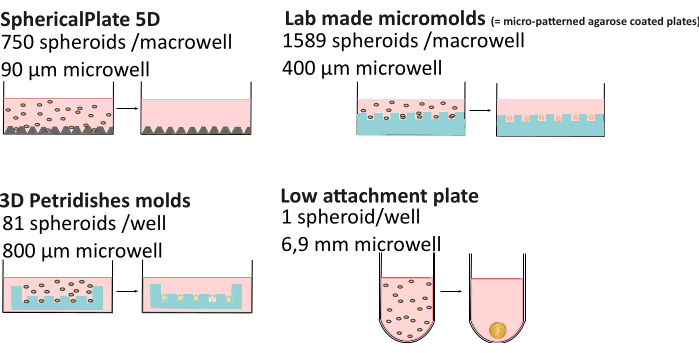 Spheroid formation diagram comparing microwell sizes in different plate types for cell culture.