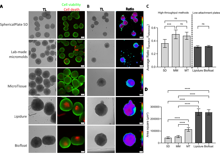 figure-results-1 Cell viability assessment, fluorescence microscopy, spheroid formation analysis, statistical graphs.