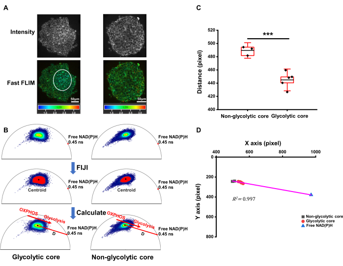 figure-results-4 FLIM microscopy, NAD(P)H fluorescence; analysis diagram, glycolytic core study, pixel distance chart.