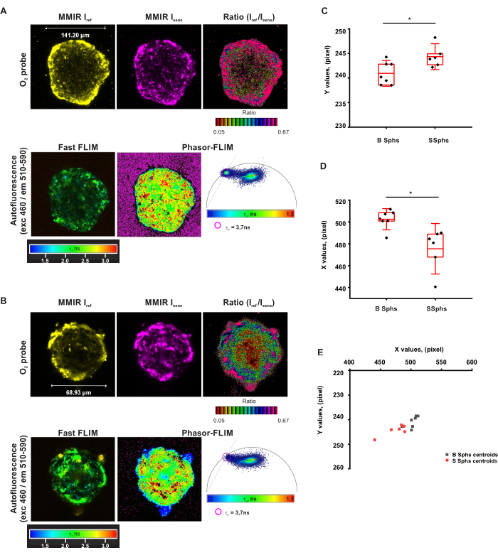 figure-results-5 Oxygen probe analysis using fast FLIM with phasor-FLIM, demonstrates autofluorescence measurement results.