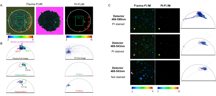 figure-results-6 Fluorescence lifetime imaging microscopy results; flavins, PI-FLIM analysis, spectral fitting diagram.