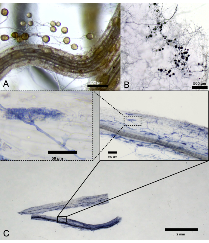 figure-results-4 Mycorrhizal fungi interaction, microscope images, cellular structure, 200 μm scale, biological study.