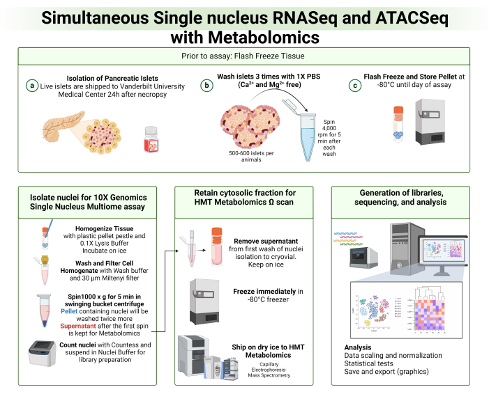 Simultaneous RNASeq ATACSeq metabolomics; diagram of pancreatic islet isolation, analysis setup.