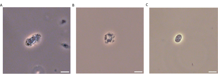 Cell division process; microscope images; stages A-C; cellular morphology analysis.
