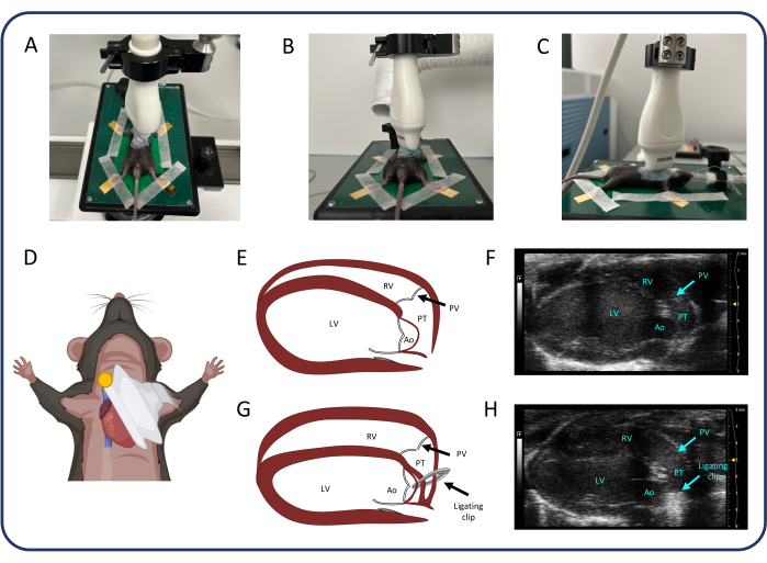 Mouse cardiac ultrasound setup and schematics, diagram of mouse anatomy, heart ligation experiment.