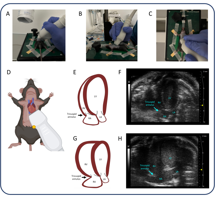 Mouse echocardiography setup and tricuspid annulus ultrasound results; heart anatomy diagram.