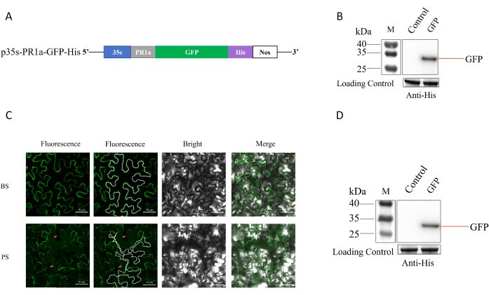 figure-results-1 Genetic construct diagram, fluorescence microscopy, and Western blot for GFP expression analysis.