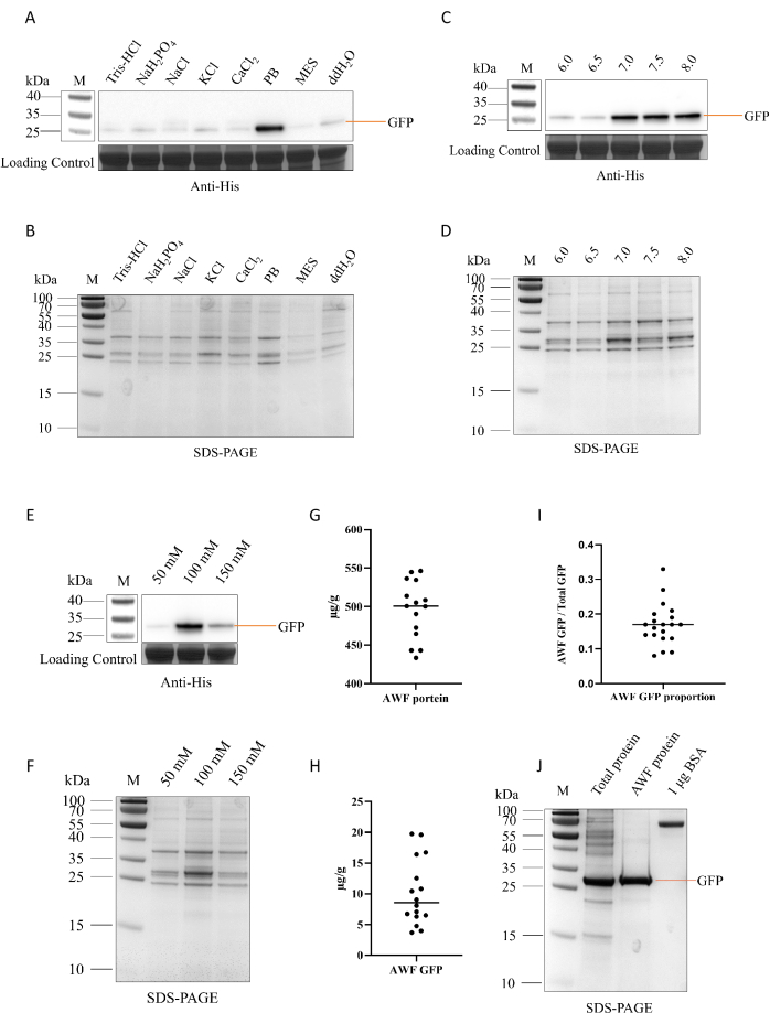figure-results-2 SDS-PAGE and Western blot analysis of protein purification using Anti-His in various buffers.