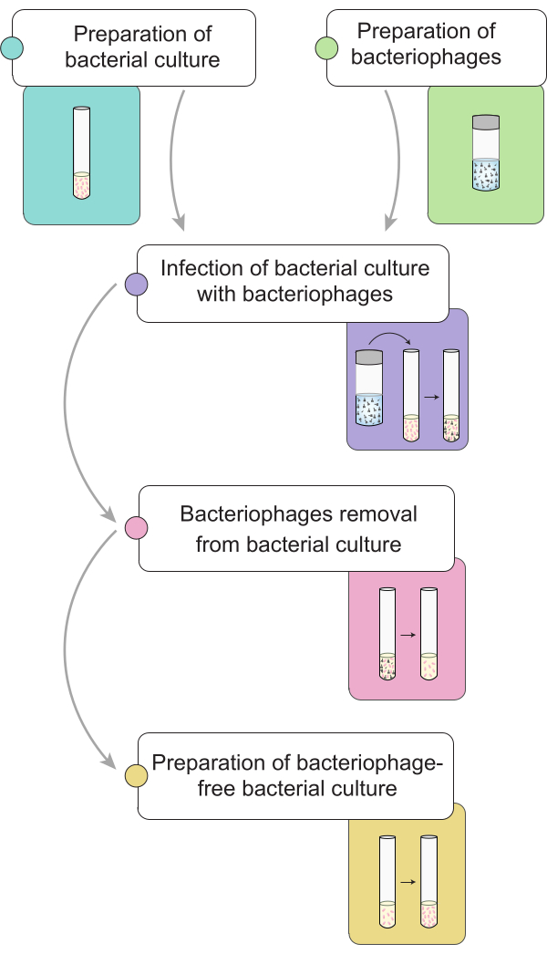 figure-results-1 Schemat procesu infekcji bakteriofagiem: hodowla bakteryjna, przygotowanie fagów, infekcja, etapy usuwania.