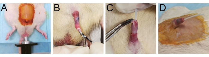 figure-results-2 Rat catheterization procedure steps, surgical technique, detailed setup, experimental study.
