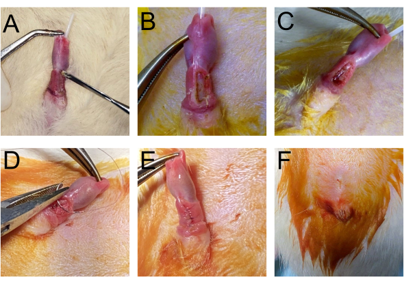 figure-results-3 Surgical procedure steps in wound healing; six-panel diagram; tissue manipulation and suturing.