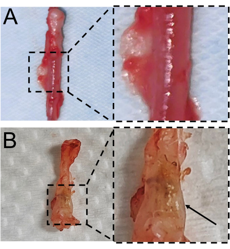 figure-results-4 Tissue sample microscopy, magnified view, biological examination, cellular structure analysis.