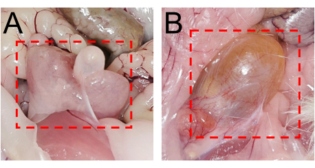 figure-results-5 Dissection comparison diagram highlighting internal organ differences in two specimens (A and B).