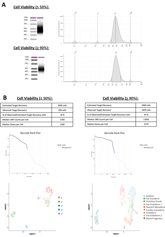 figure-results-6 Cell viability analysis; electrophoresis gel, histogram, barcode rank plot, UMAP clustering results.