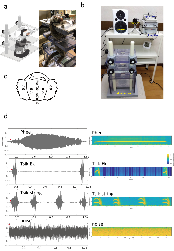 figure-results-1 Primate EEG recording setup; diagrams, audio waveform graphs, spectrograms for vocalization analysis.