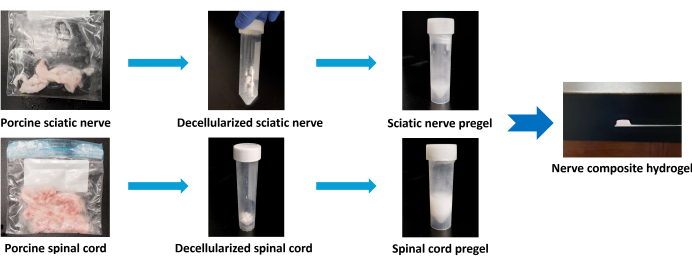 Porcine nerve hydrogel process: Decellularization to pregel formation in nerve tissue engineering diagram.