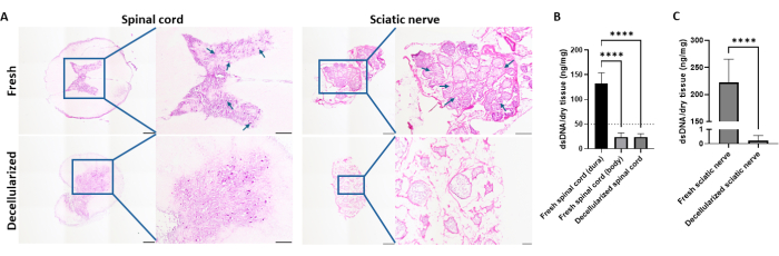 Decellularization histology and DNA content; microscopy images and bar graphs of spinal cord, sciatic nerve.