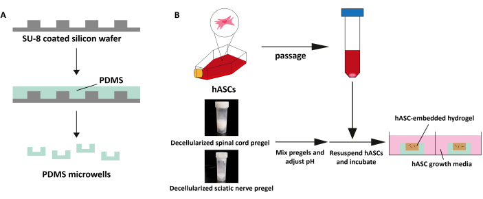 PDMS microwell fabrication and hASC hydrogel preparation diagram; nerve pregel mixing; incubation steps.