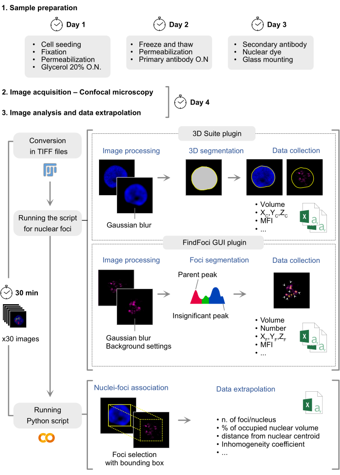 figure-results-1 Cell analysis workflow using confocal microscopy and image processing; includes Gaussian blur and foci segmentation.