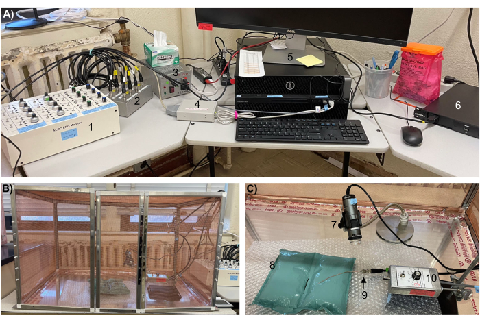 Electrophysiology setup with EEG amplifier, data acquisition, and analysis workstation for signal processing.