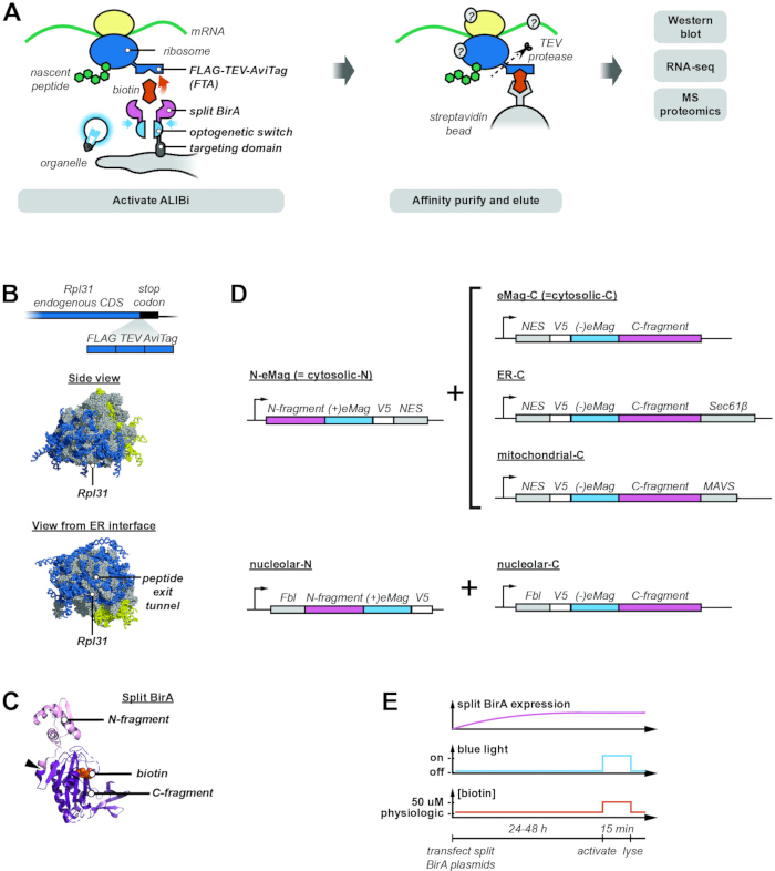Protein tagging process with ALBi, TEV protease; diagram of ribosome, split BirA, light activation.
