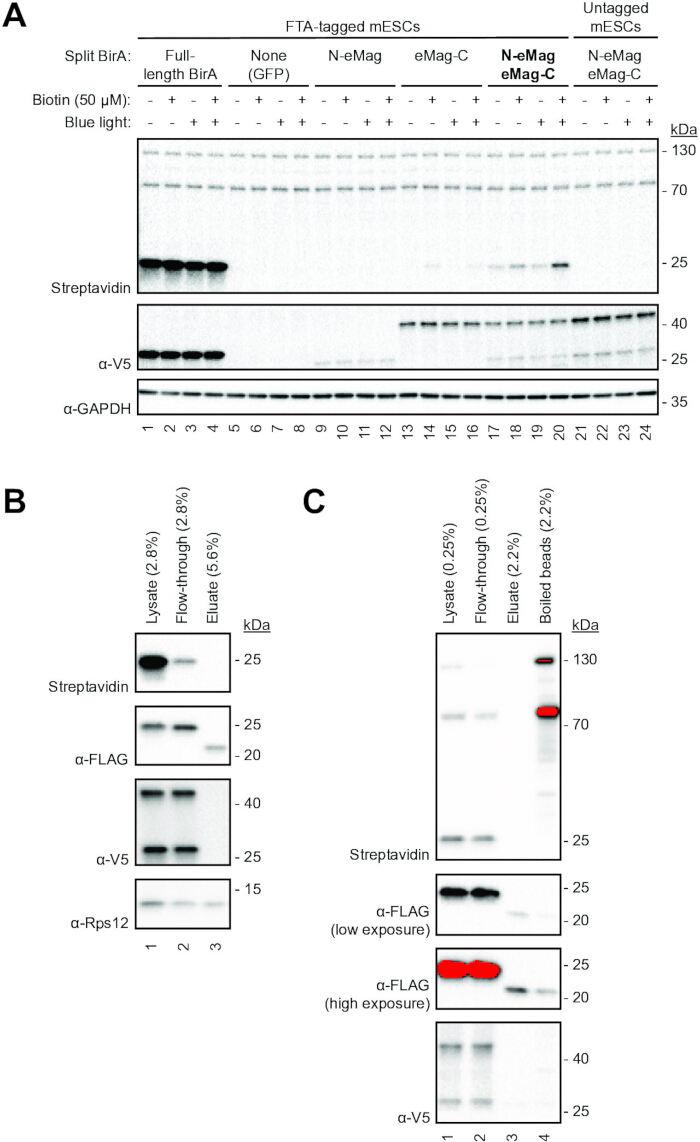 Western blot analysis of protein interactions with mESCs; depicts biotin, streptavidin binding.