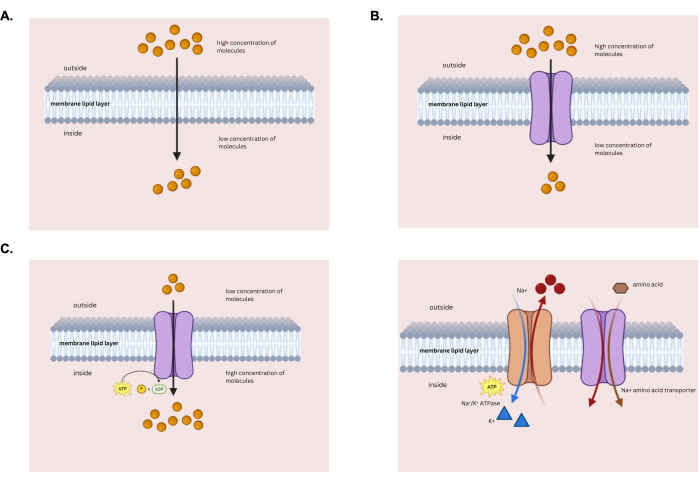 Cell membrane transport; passive diffusion, facilitated diffusion, active transport diagram.