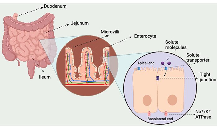 Human digestion process; schematic showing nutrient absorption in microvilli and enterocytes.