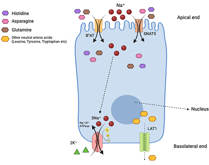 Amino acid transport diagram; histidine, asparagine, etc., via B^0AT, SNAT5, LAT1, NA^+/K^+ ATPase.