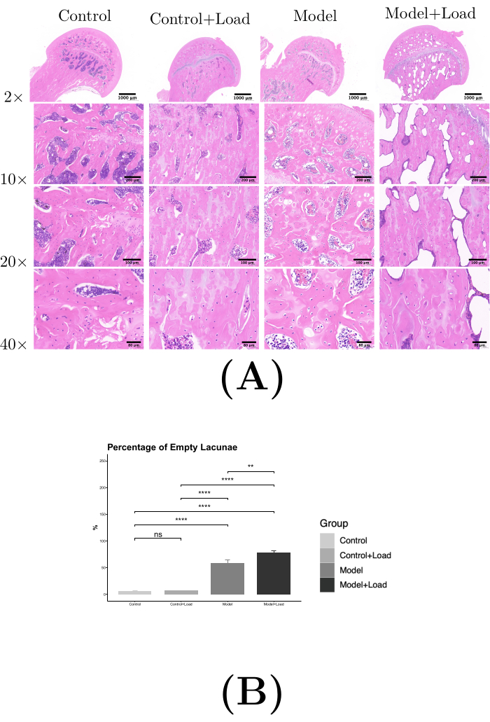 figure-results-2 Histology sections of bone tissue; comparison of control/model with and without load; data chart.