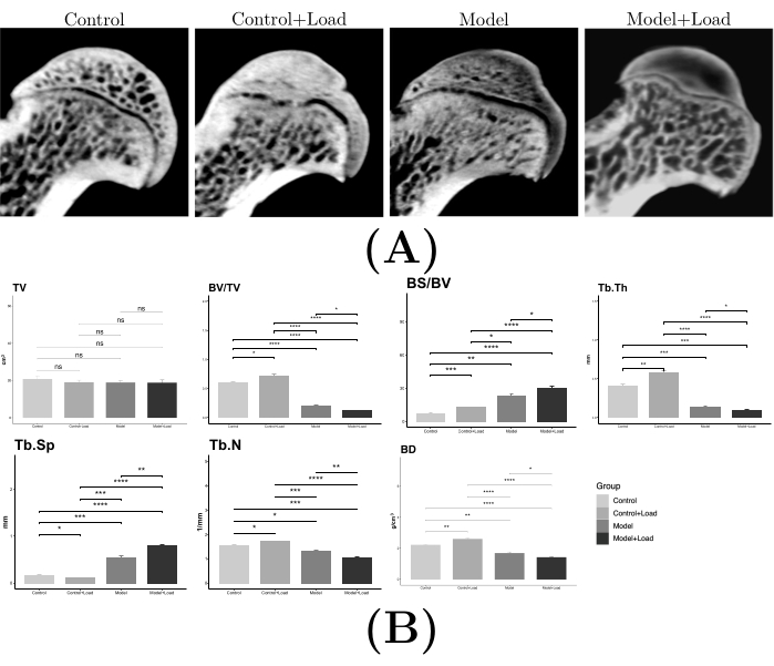 figure-results-3 Bone structure comparison; micro-CT images (A), statistical chart analysis (B), trabecular parameters.