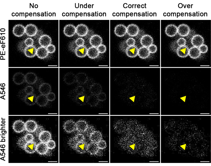 Flow cytometry compensation stages; cell fluorescence intensity comparison, diagram.