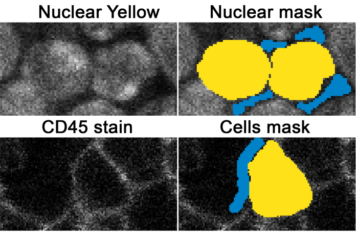 Nuclear labeling with masks in microscopy image; CD45 staining and cell visualization diagram.