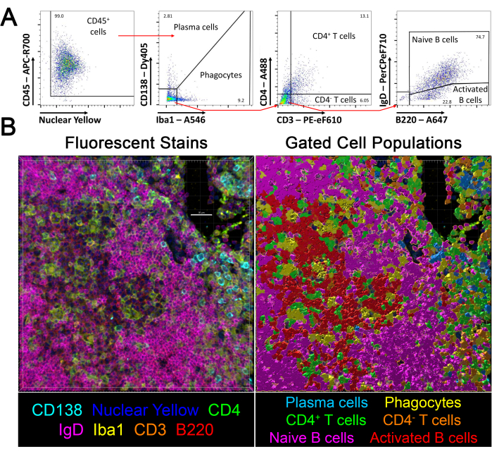 Flow cytometry analysis diagram; CD4+ T cells, B cell gating, fluorescent stains, cell identification.
