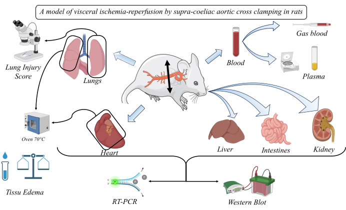 Visceral ischemia-reperfusion model in rats; diagram with RT-PCR, Western Blot, lung injury analysis.