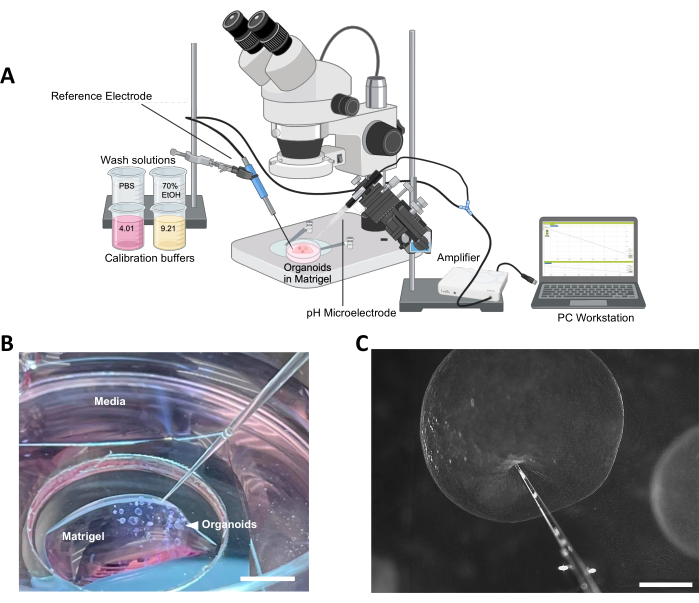 figure-results-1 Organoid pH measurement setup with microscope, electrodes, Matrigel; microscope and media close-ups.