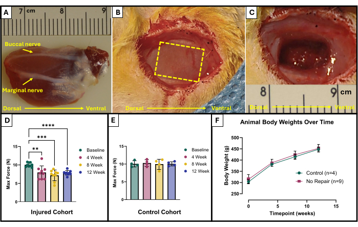 Buccal nerve anatomy, force measurement graph, and body weight trend; animal study analysis.
