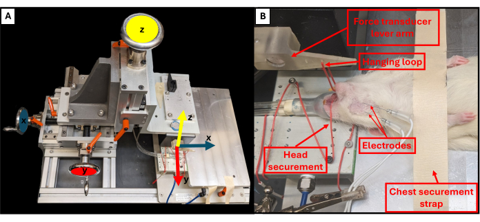 Experimental setup measuring force in animal tissue; includes force transducer, electrodes, securements.