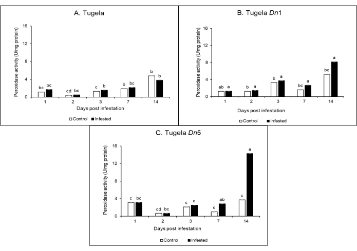 figure-results-1 Peroxidase activity chart; post-infestation results in Tugela varieties, data analysis.