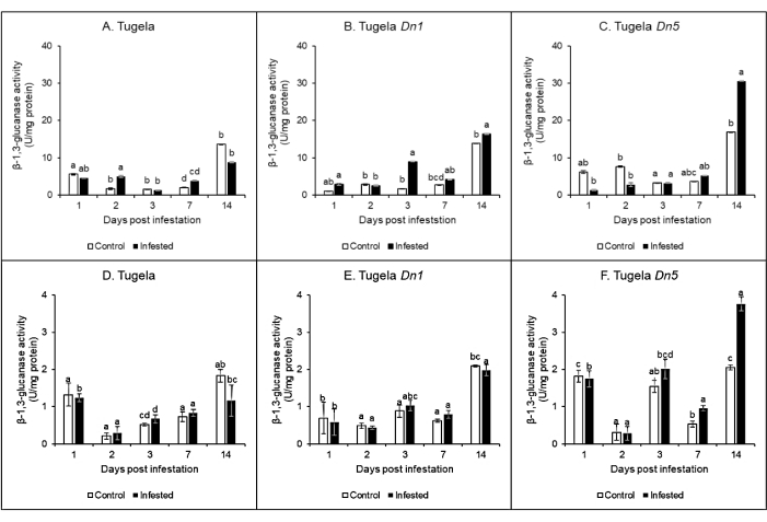 figure-results-2 β-1,3-glucanase activity chart; enzyme assay results in infested vs. control wheat over 14 days.