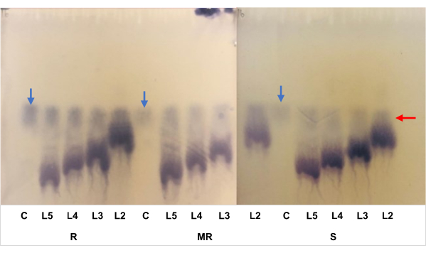 figure-results-5 Thin-layer chromatography result showing protein purification with labeled lanes for analysis.