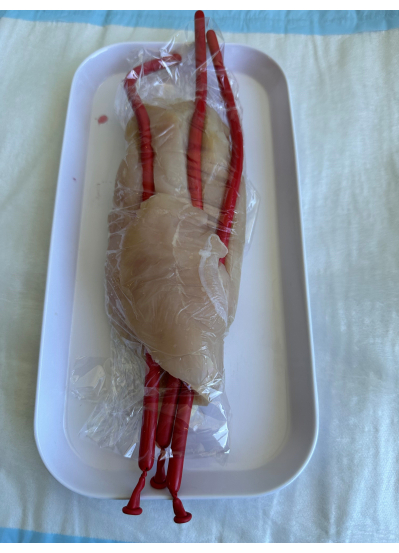 Chicken breast packaging simulation with blood vessels for blood flow experiment in anatomy study.
